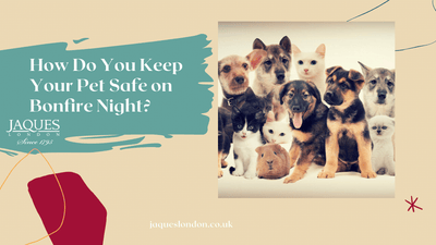 How Do You Keep Your Pet Safe on Firework Night?